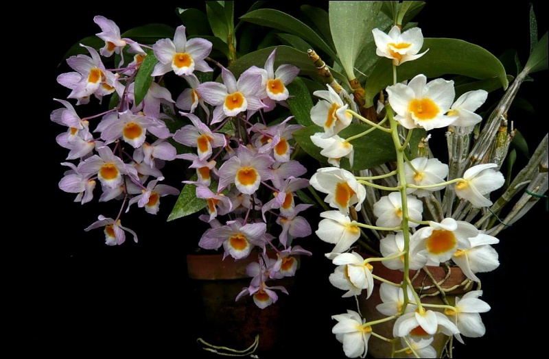 Dendrobium farmeri: un duo Dendro21