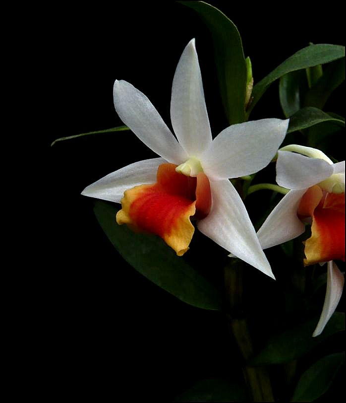 Dendrobium Bella Maree Dendro22