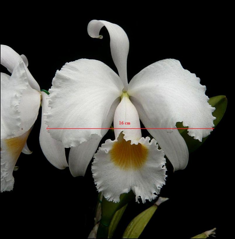 Identification des Cattleyas sur photo Identi16