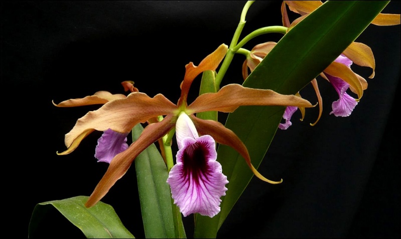 Cattleya (Laelia) tenebrosa Laelia26