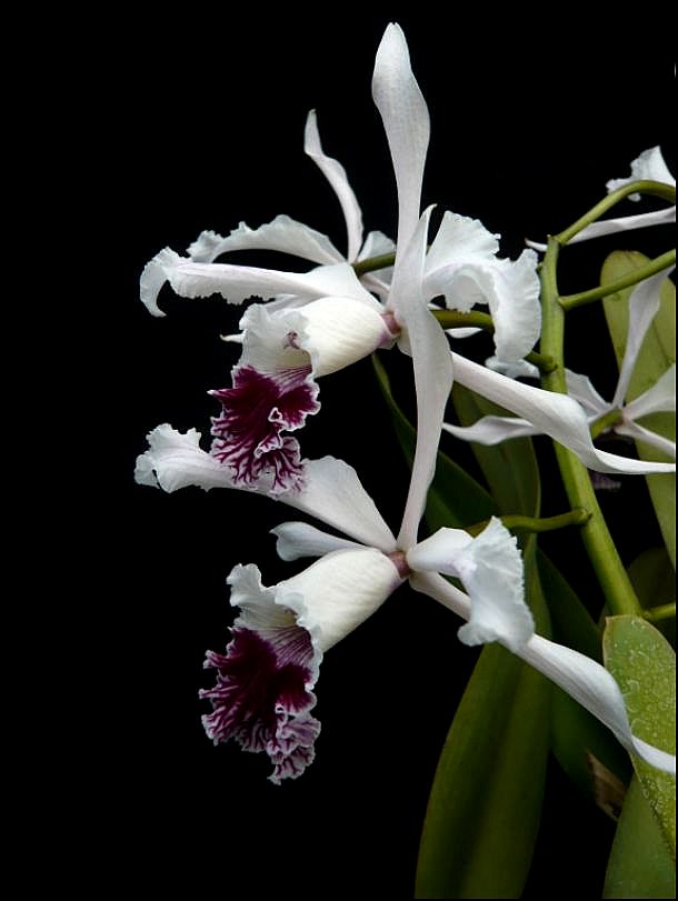 Cattleya (Laelia) crispa f. striata Laelia33