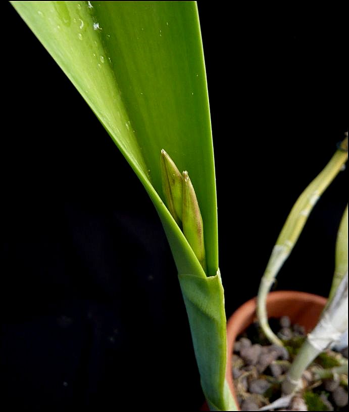 Cattleya (Laelia) crispa f. striata Laelia35