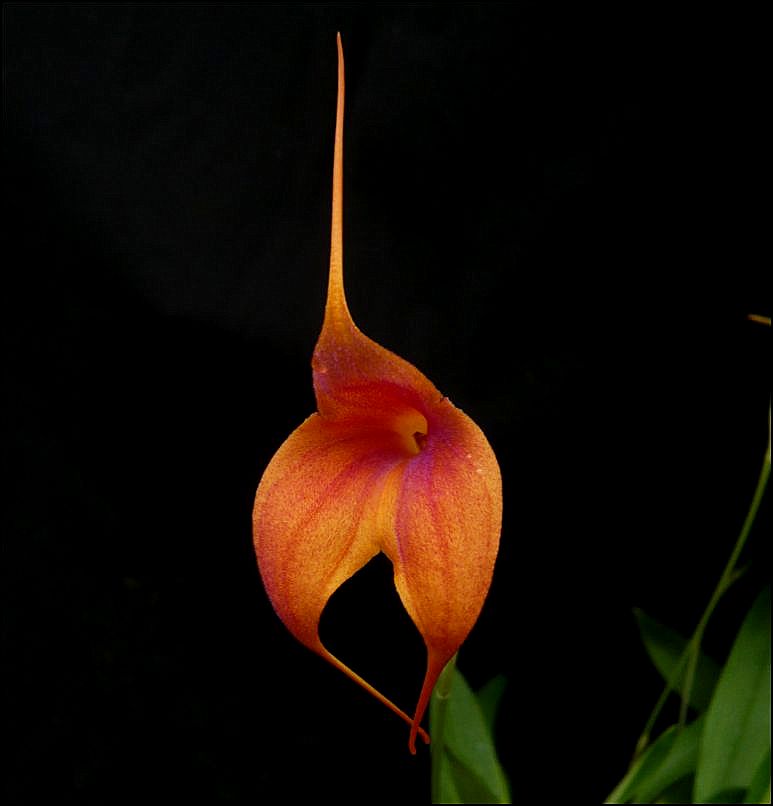 Masdevallia hybride  Masdev11