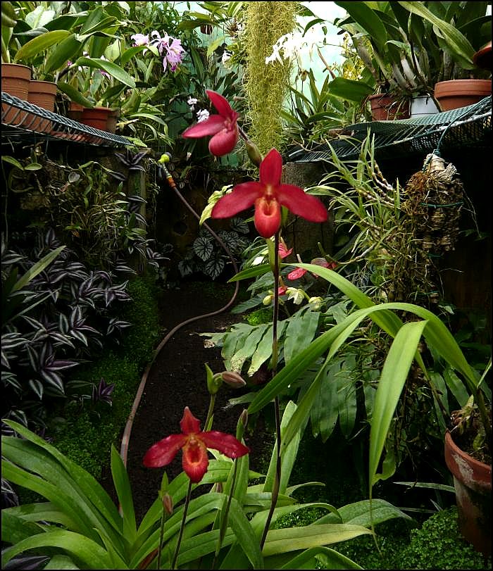 Phragmipedium Memoria Dick Clements Phragm13