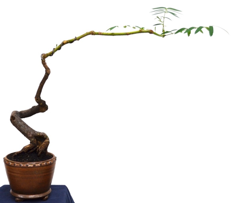 Acacia cyanophylla Acacia10