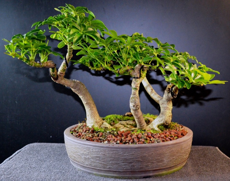 Small Schefflera arboricola grove S_arbo10