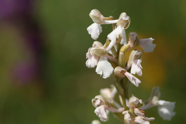  détermination orchis hybride [Anacamptis morio] Img_2712
