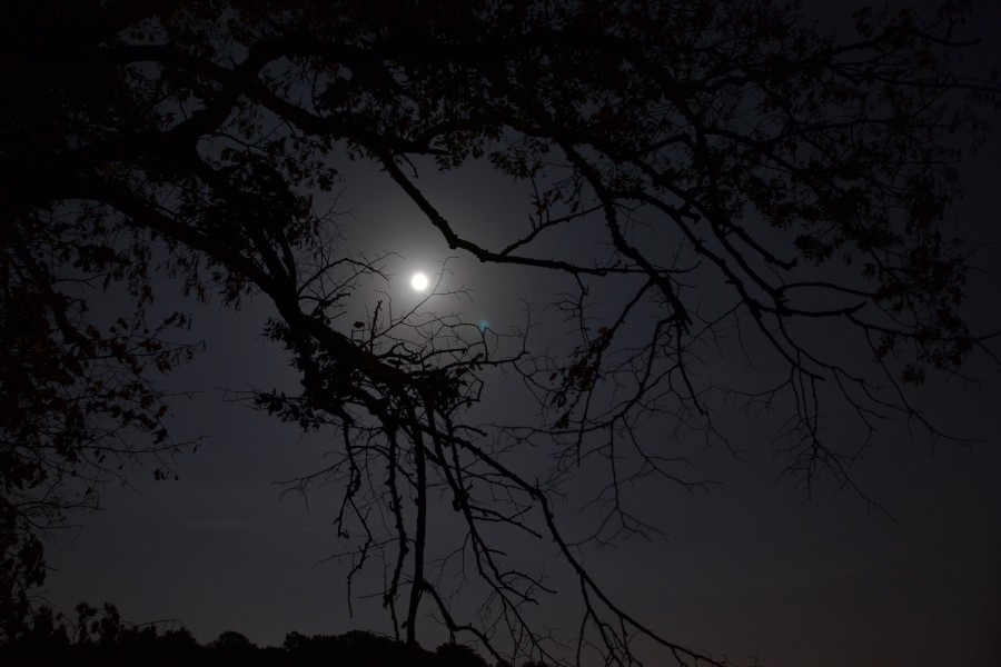 Lune, ma 1° de nuit 032_fo10