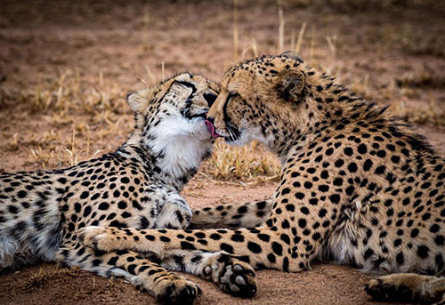 Những nụ hôn rực rỡ trong thế giới động vật 14010720