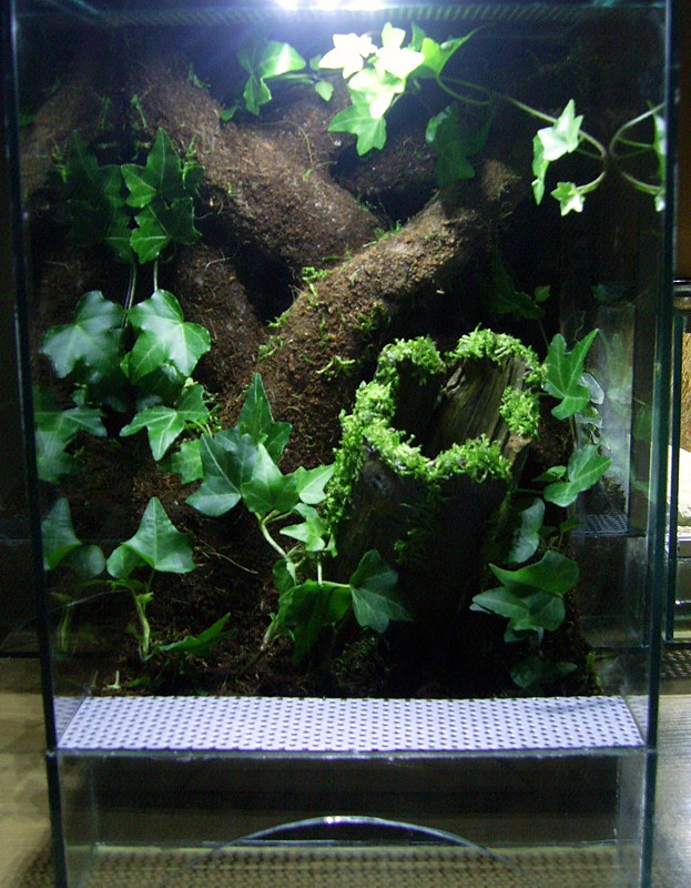 Idée terrarium - Page 4 Sa400410