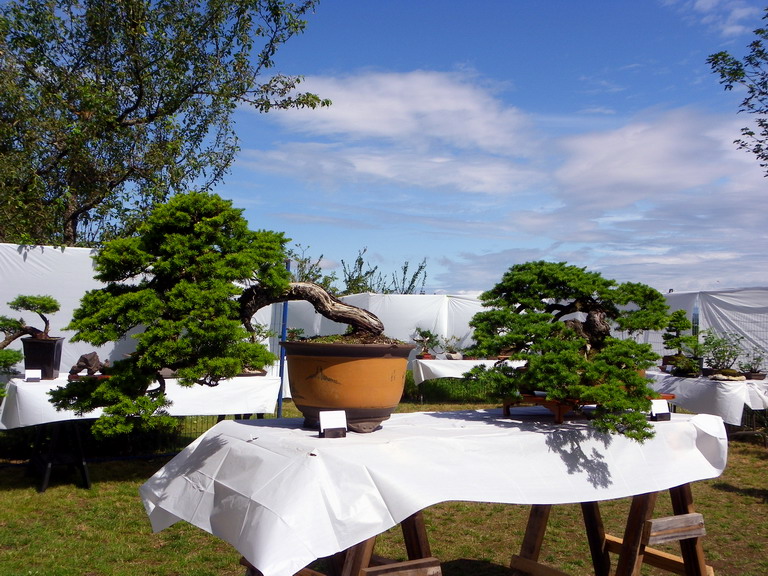 Campbell River Bonsai Club 5th Annual Show Crbc2011