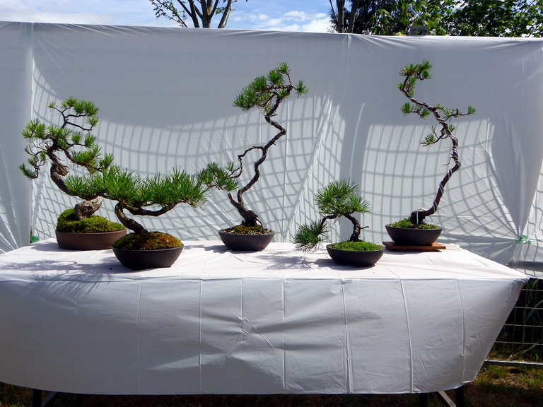 Campbell River Bonsai Club 5th Annual Show Crbc_212