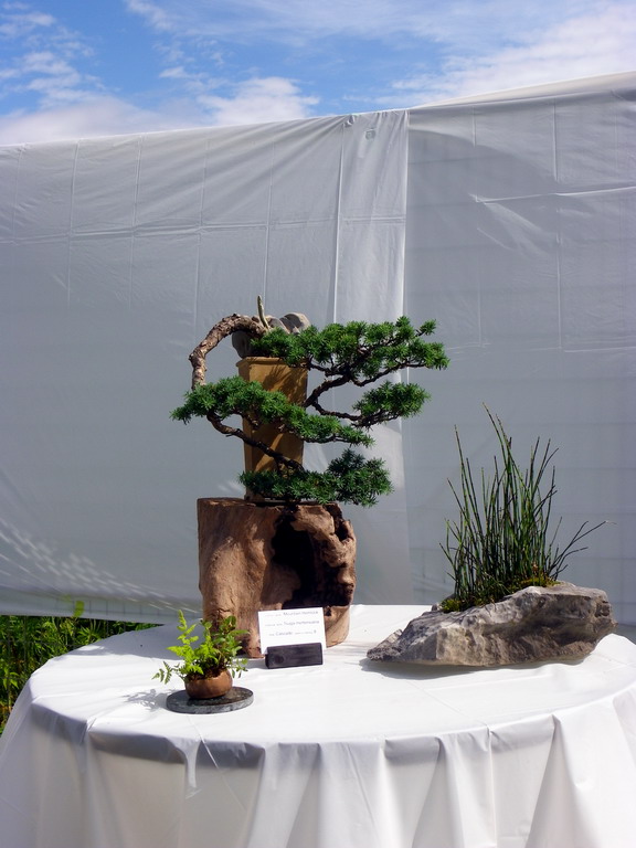 Campbell River Bonsai Club 5th Annual Show Crbc_217