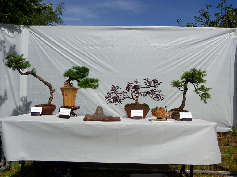 Campbell River Bonsai Club 5th Annual Show Crbc_220