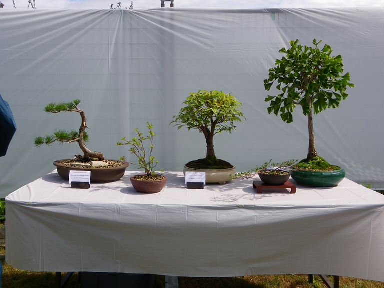 Campbell River Bonsai Club 5th Annual Show Crbc_221