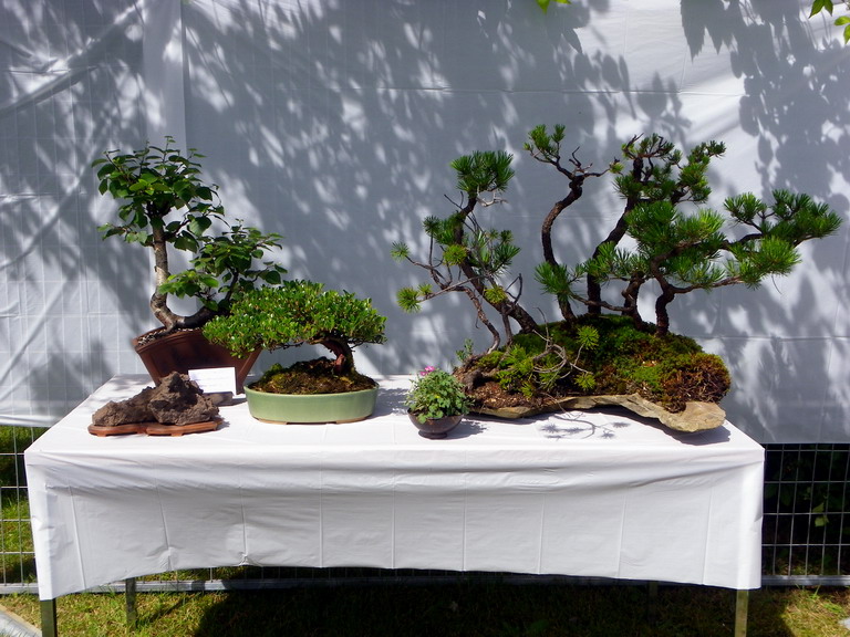 Campbell River Bonsai Club 5th Annual Show Crbc_225