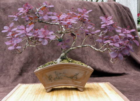 Smokebush Cotinus coggygria 'Royal Purple'