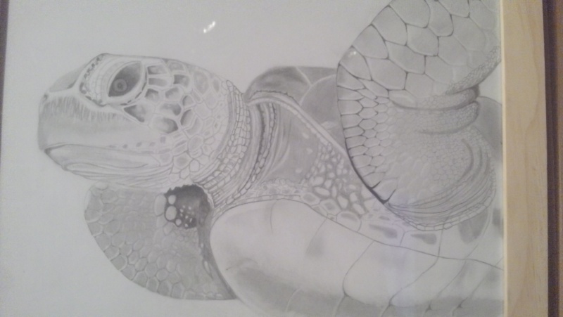 tortue - graphite Img_2010