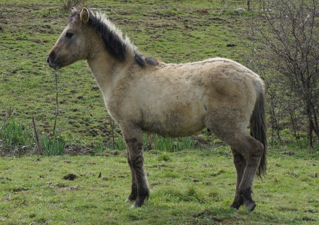 chevaux - Chevaux sauvages dans troupeau domestique ou semi-domestique? 95133610