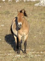 chevaux - Chevaux sauvages dans troupeau domestique ou semi-domestique? Adonis10