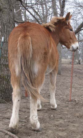 Biscotte ma tête de mule ! Jeanni10