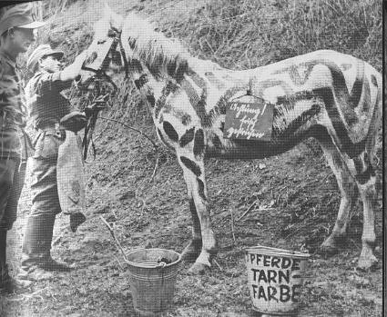 Camouflage des chevaux 4dfa2910