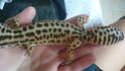gecko femelle cavités inquiétantes Dsc_0014