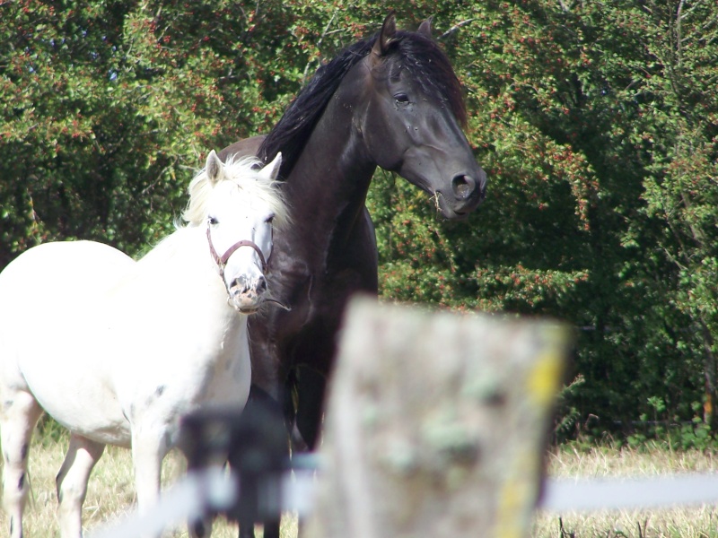 Rencontre avec des Jacks - by Jade 100_5813