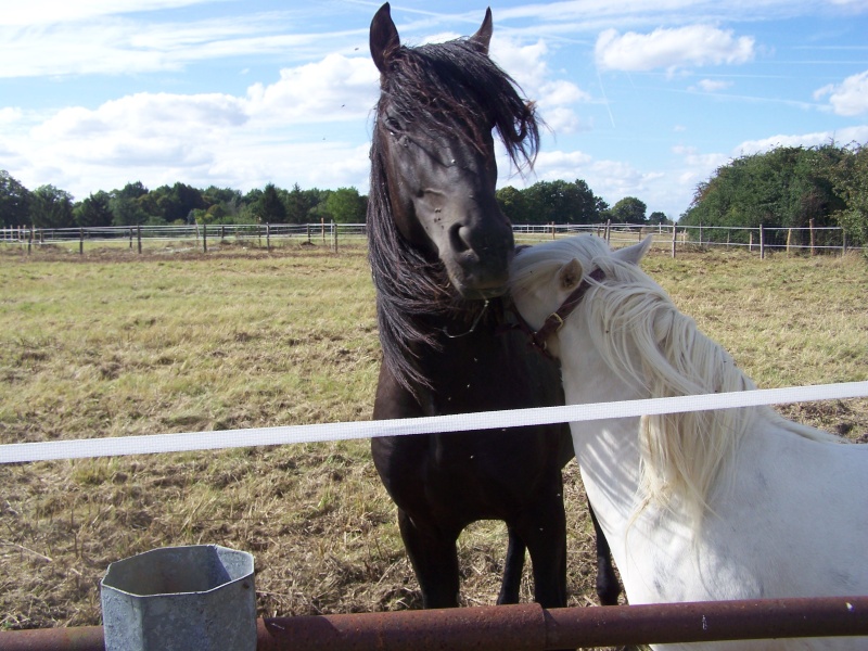 Rencontre avec des Jacks - by Jade 100_5814