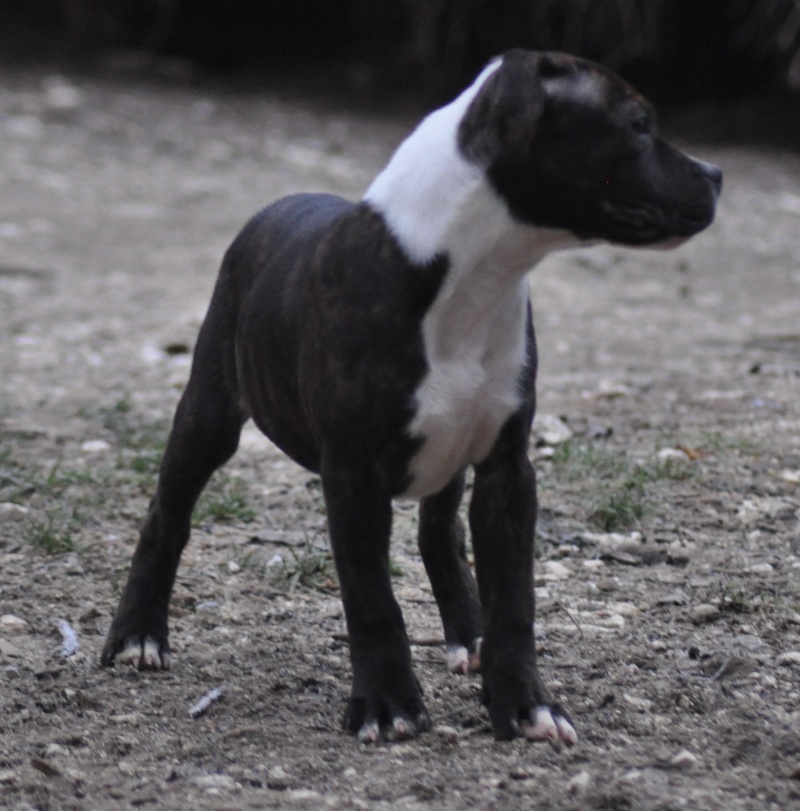 Mariage The Sacercyan's D'Chenoa x Camawach E'De Bruce Bob Oak  Oaks0451