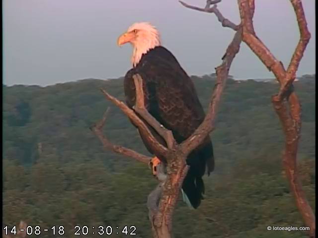 Lake of the Ozarks Eagles>> Elsie and Einstein 2013/2014 10629710