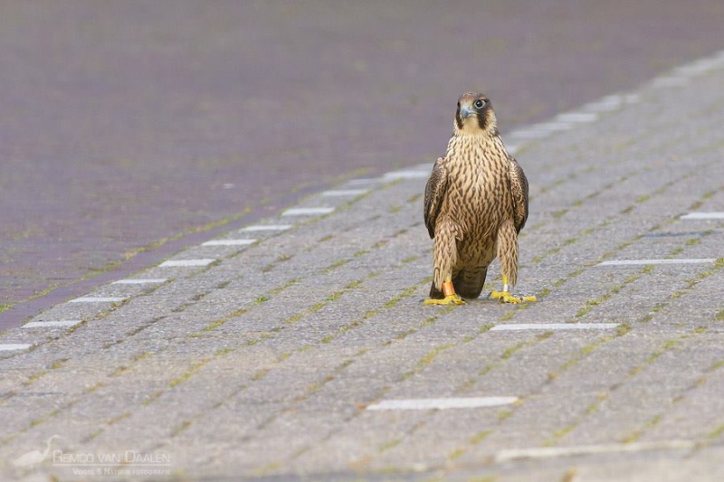 alphen - Diverse slechtvalken in Nederland 2014 - Pagina 6 Remco_10