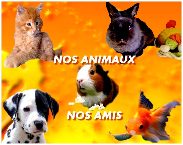 NOS ANIMAUX , NOS AMIS!