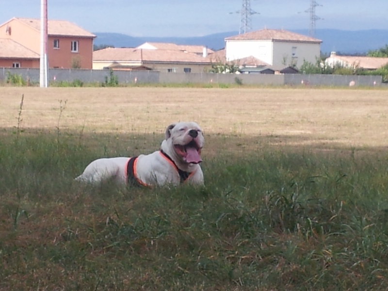 Blanc - brasko mon ours blanc (dogue argentin ) - Page 2 20140917