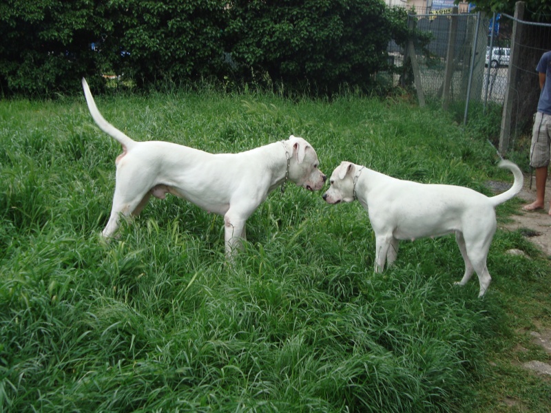 brasko mon ours blanc (dogue argentin ) Dsc03010