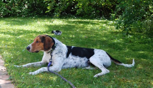 Happy, mâle croisé beagle/ariegois né en 2012, SPA Oyonnax (01) Happy211