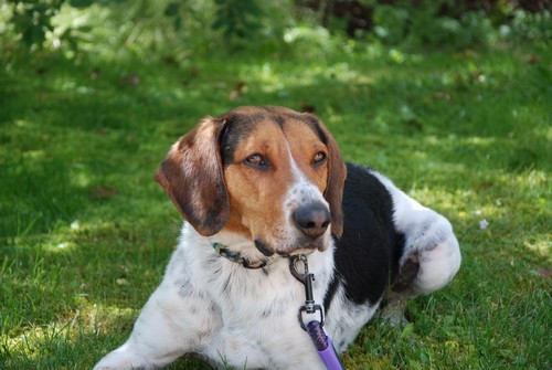 Happy, mâle croisé beagle/ariegois né en 2012, SPA Oyonnax (01) Happy212