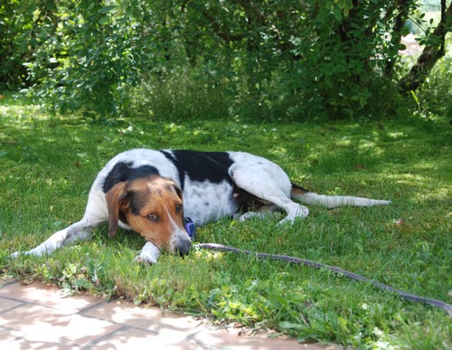 Happy, mâle croisé beagle/ariegois né en 2012, SPA Oyonnax (01) Happy214