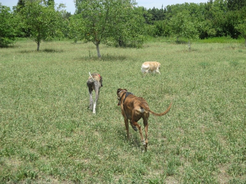 Izan galgo mâle à l'adoption  Scooby France –  Adopté ! - Page 26 Img_0515