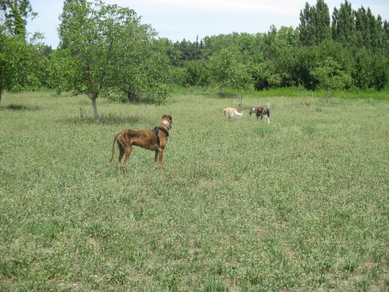 Izan galgo mâle à l'adoption  Scooby France –  Adopté ! - Page 26 Img_0516