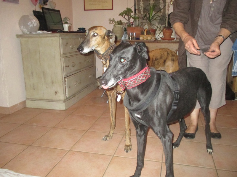 (Virtudes)LARA, petite galga de 9 ans à l'adoption Scooby France Adoptée - Page 5 Img_0915