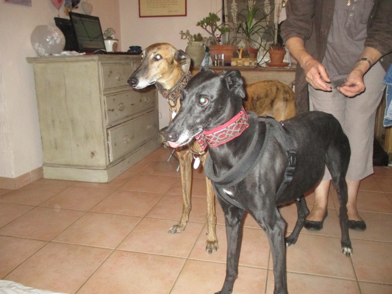 (Virtudes)LARA,  petite galga de 9 ans à l'adoption Scooby France Adoptée  - Page 5 Img_0915