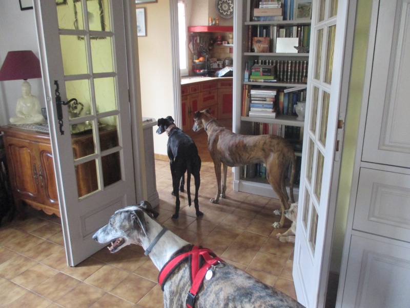 (Virtudes)LARA,  petite galga de 9 ans à l'adoption Scooby France Adoptée  - Page 7 Img_0925