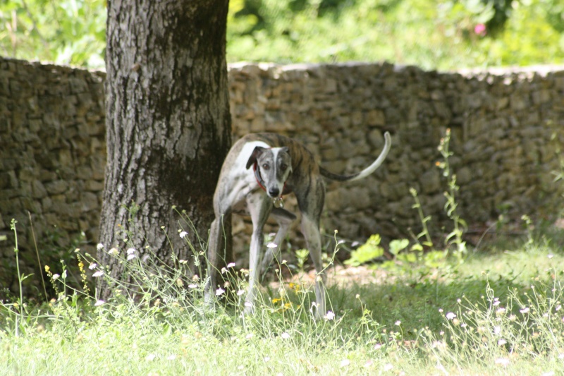 Izan galgo mâle à l'adoption  Scooby France –  Adopté ! - Page 26 Img_6824