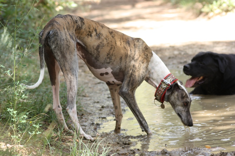 Izan galgo mâle à l'adoption  Scooby France –  Adopté ! - Page 26 Img_6917