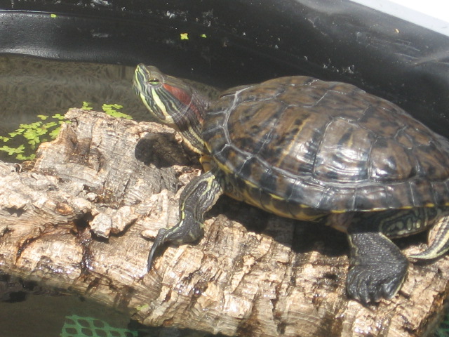 mes tortue ^^ Img_0012