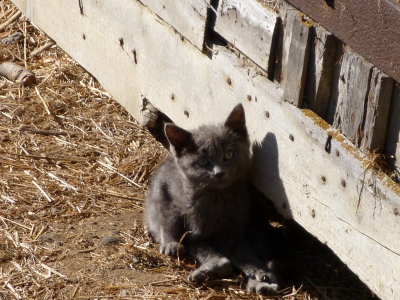  chaton qui miaule à m'arracher le coeur P1000811