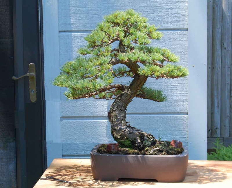 Japanese White Pine Virtua10