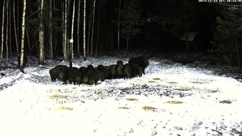 Boar cam Winter 2014-2015 - Page 3 Vlcsna48