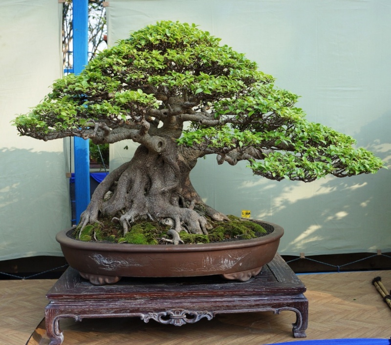 The Grand Indonesian  Bonsai  and Suiseki Exhibition